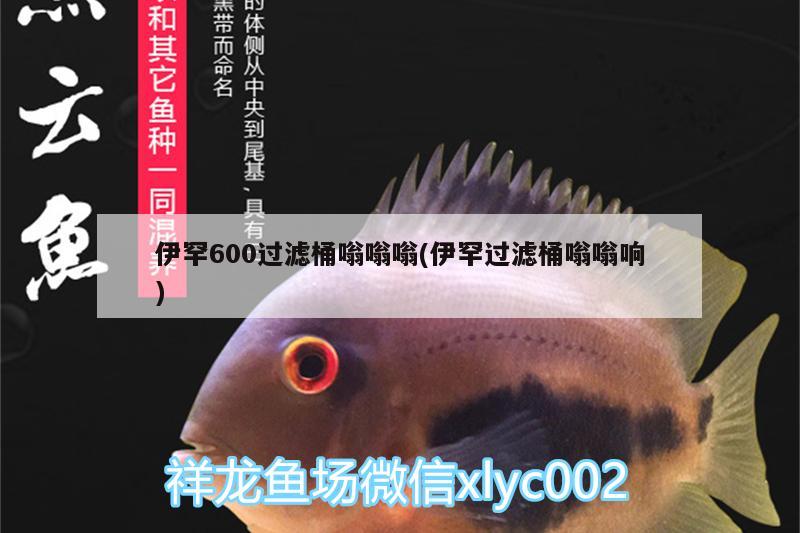 伊罕600過濾桶嗡嗡嗡(伊罕過濾桶嗡嗡響) 伊罕水族