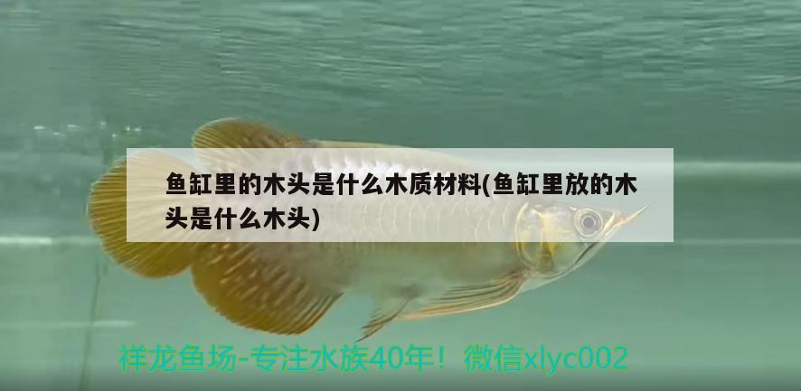 魚缸里的木頭是什么木質(zhì)材料(魚缸里放的木頭是什么木頭)