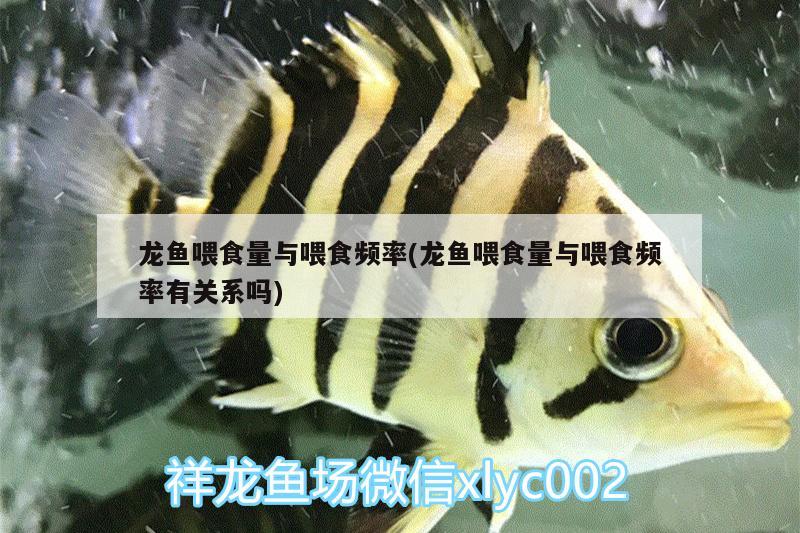 龍魚喂食量與喂食頻率(龍魚喂食量與喂食頻率有關(guān)系嗎)