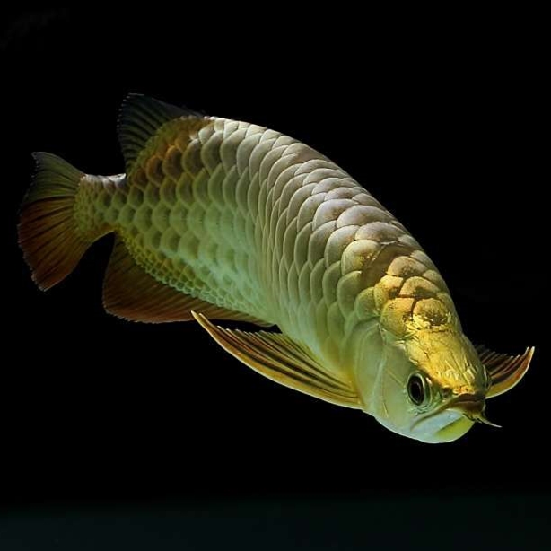 鞍山水族批發(fā)市場