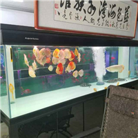 網(wǎng)友昵稱：天津水族批發(fā)市場(chǎng)