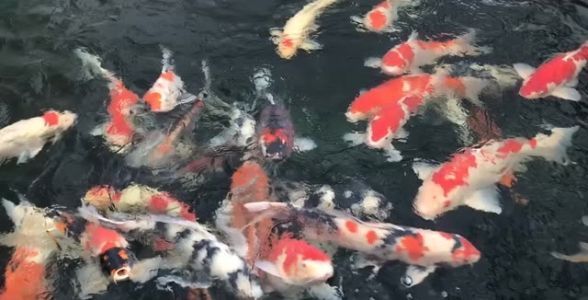 名貴錦鯉魚——珍稀品種，身價不菲，水中貴族展現(xiàn)無與倫比的華美！