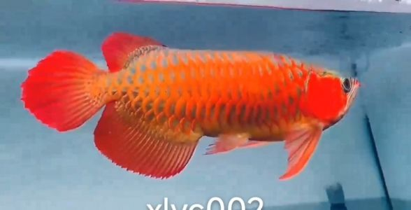 珍稀珍品，賽級(jí)之選：50公分紅龍魚(yú)盡顯王者風(fēng)范