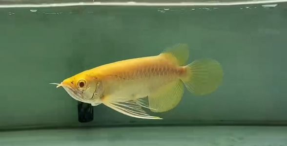 品味獨(dú)特，價值非凡：白子金龍魚成觀賞魚市場新寵