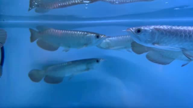 過(guò)背金龍魚(yú)苗：過(guò)背金龍魚(yú)苗是一種特殊的魚(yú)類，其特征是一種特征