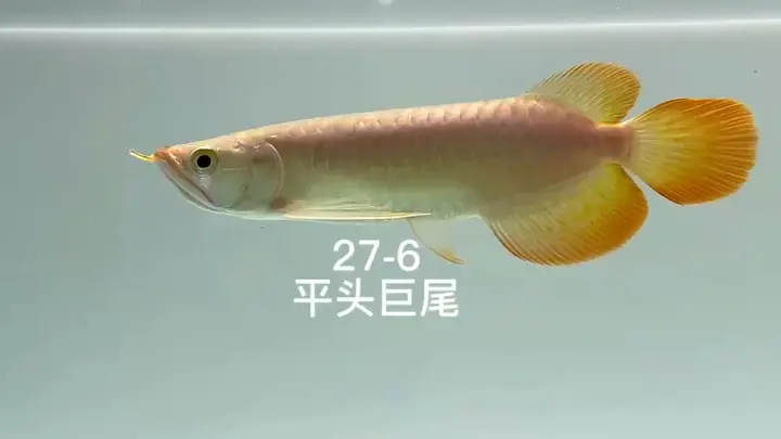 祥龍魚場高端小紅龍赫舞，祥龍魚場高端小紅龍赫舞體驗(yàn)活動(dòng)